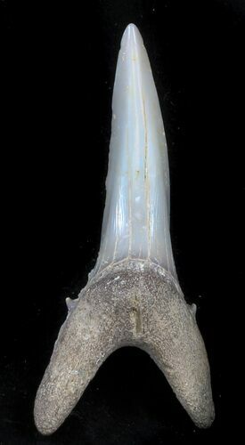 Large Sand Shark (Striatolamia) Tooth - Kazakhstan #34569